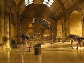 Scale model of Natural History Museum and dinosaur bones.